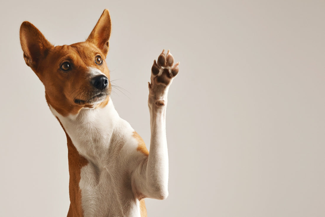 7 Reasons Why Dogs Lick Their Paws