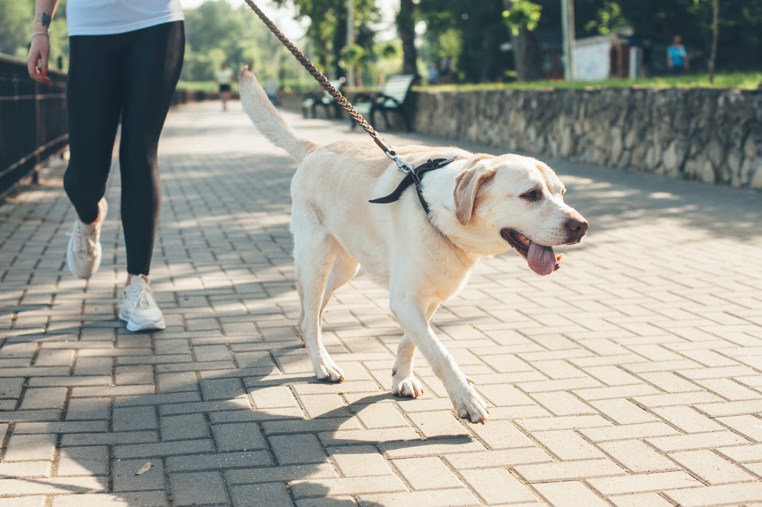 Here are 5 Tips for Mastering the Dog Walk