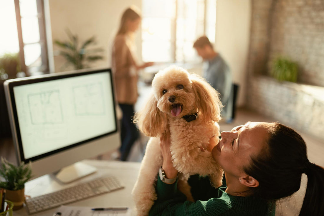 5 Reasons To Use Dog Diapers and Money Saving Tip