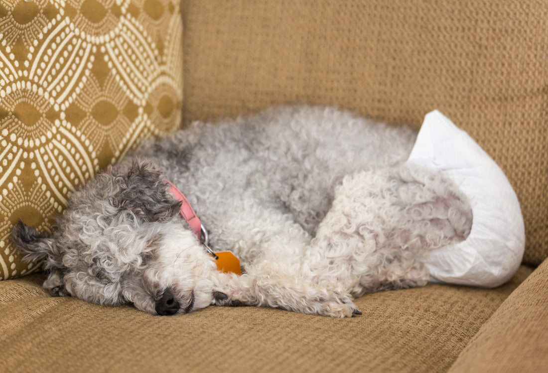 dog-diaper-sleeping-sofa