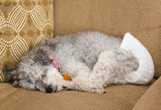 dog-diaper-sleeping-sofa