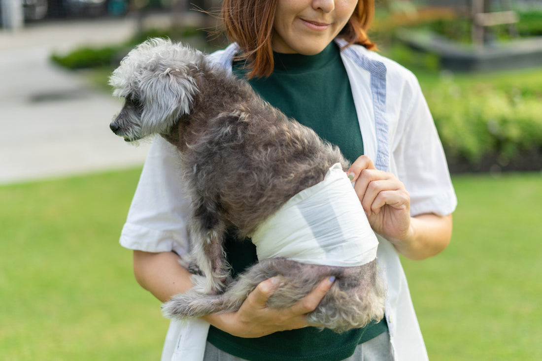 senior-dog-with-owner