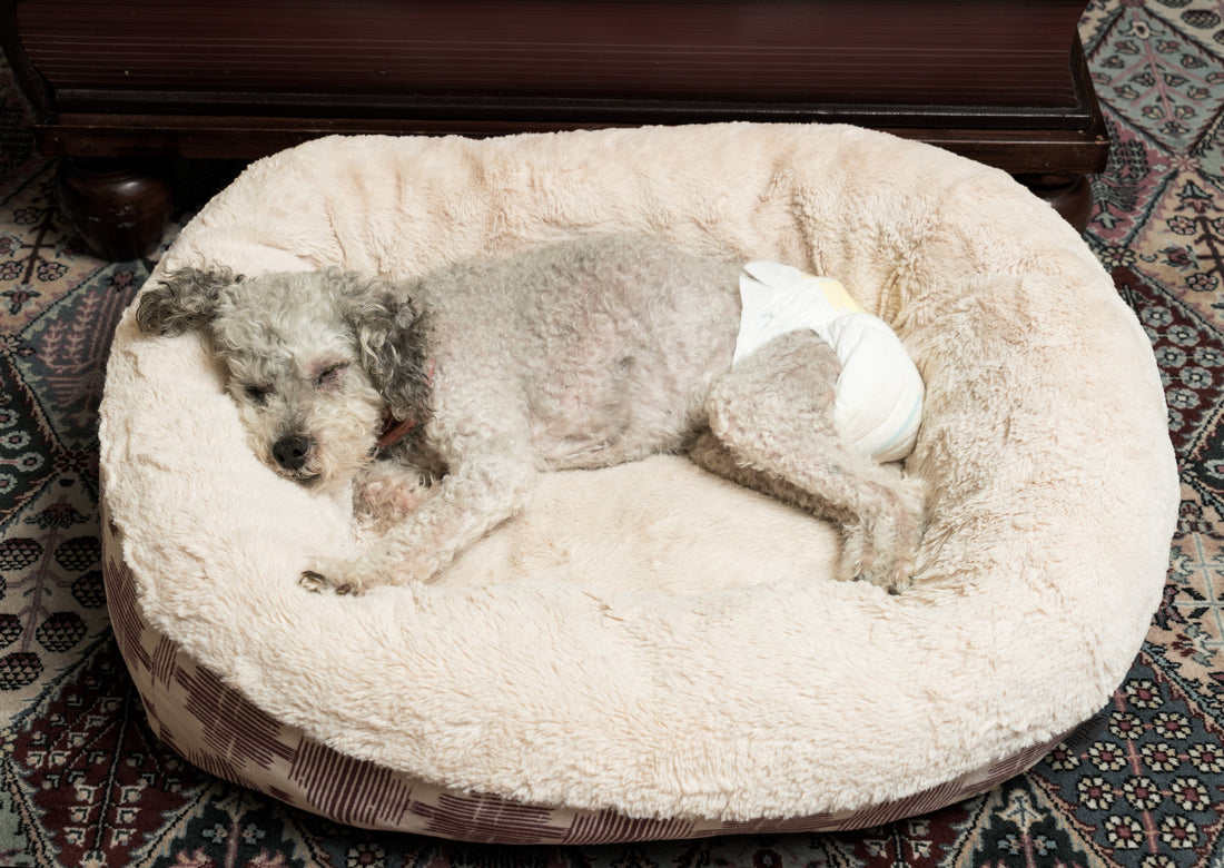 senior-dog-wearing-diaper-bed