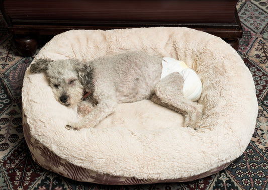 senior-dog-wearing-diaper-bed