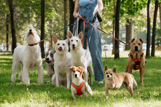 walking-multiple-dogs-in-park