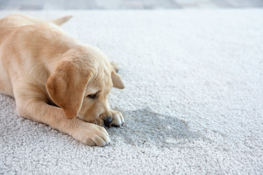 golden-retriever-puppy-on-carpet