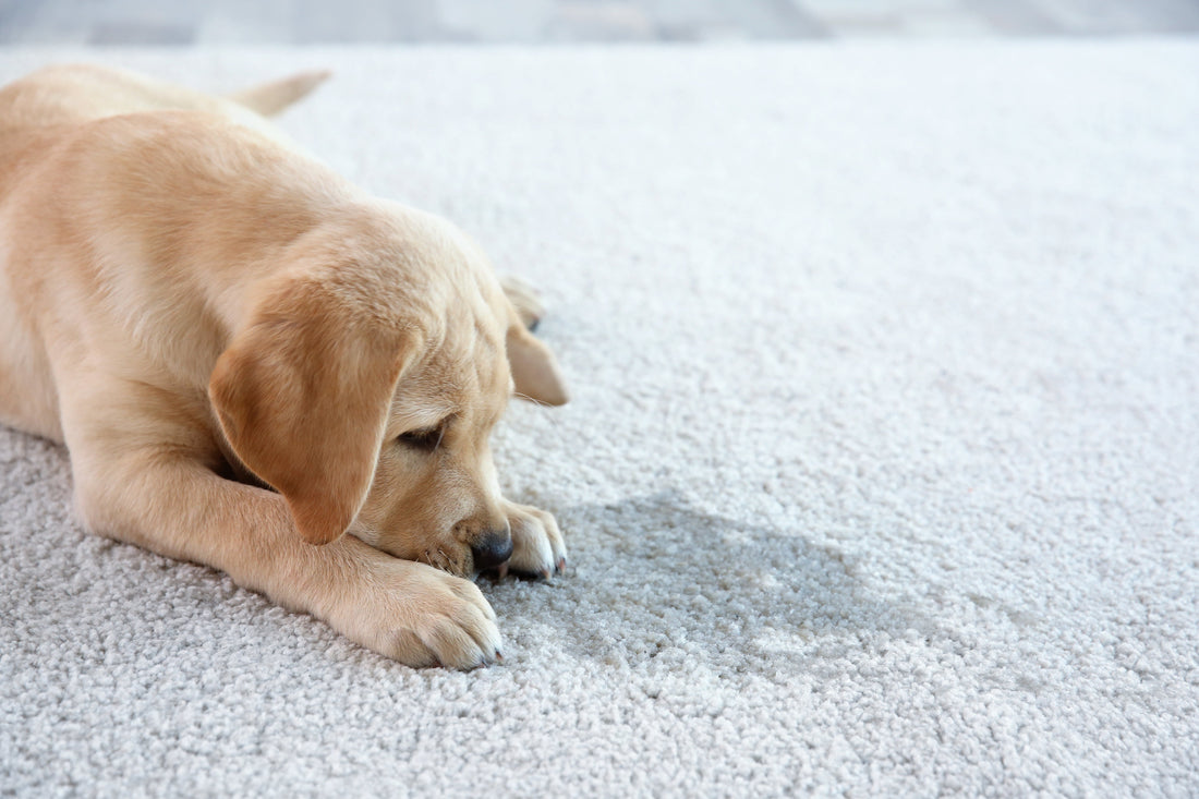 puppy-accident-carpet-indoor