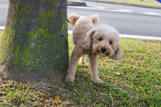 dog-marking-tree-outdoors
