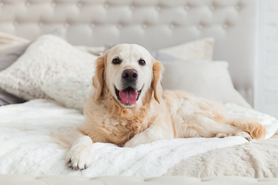 golden-retriever-bed-happy