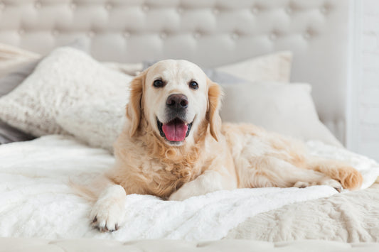 golden-retriever-bed-happy