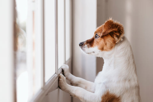 dog-looking-out-window-inside