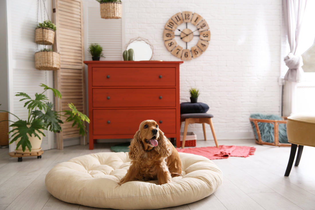 dog-lying-on-living-room-rug