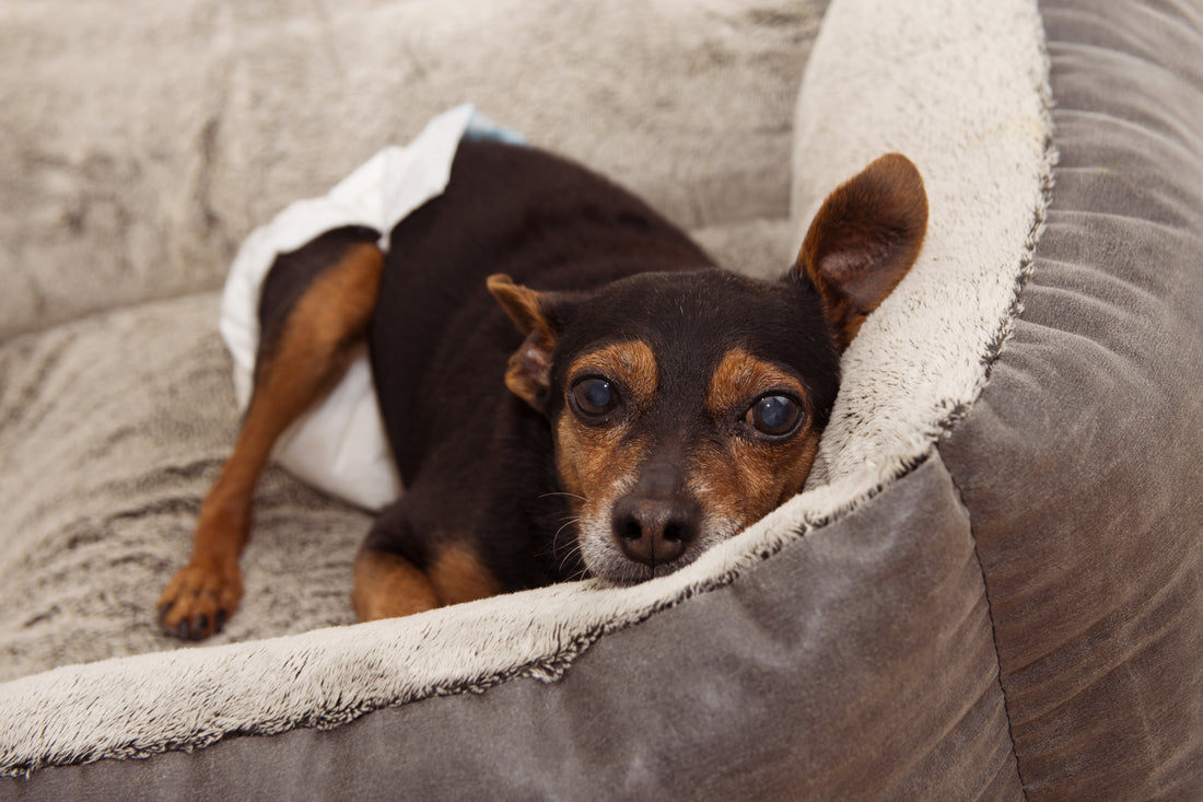 Small-dog-wearing-diaper-in-bed