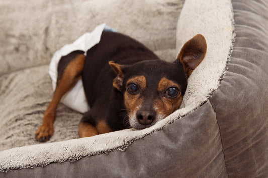 Small-dog-wearing-diaper-in-bed