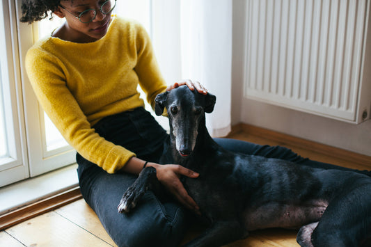 owner-comforting-senior-black-dog