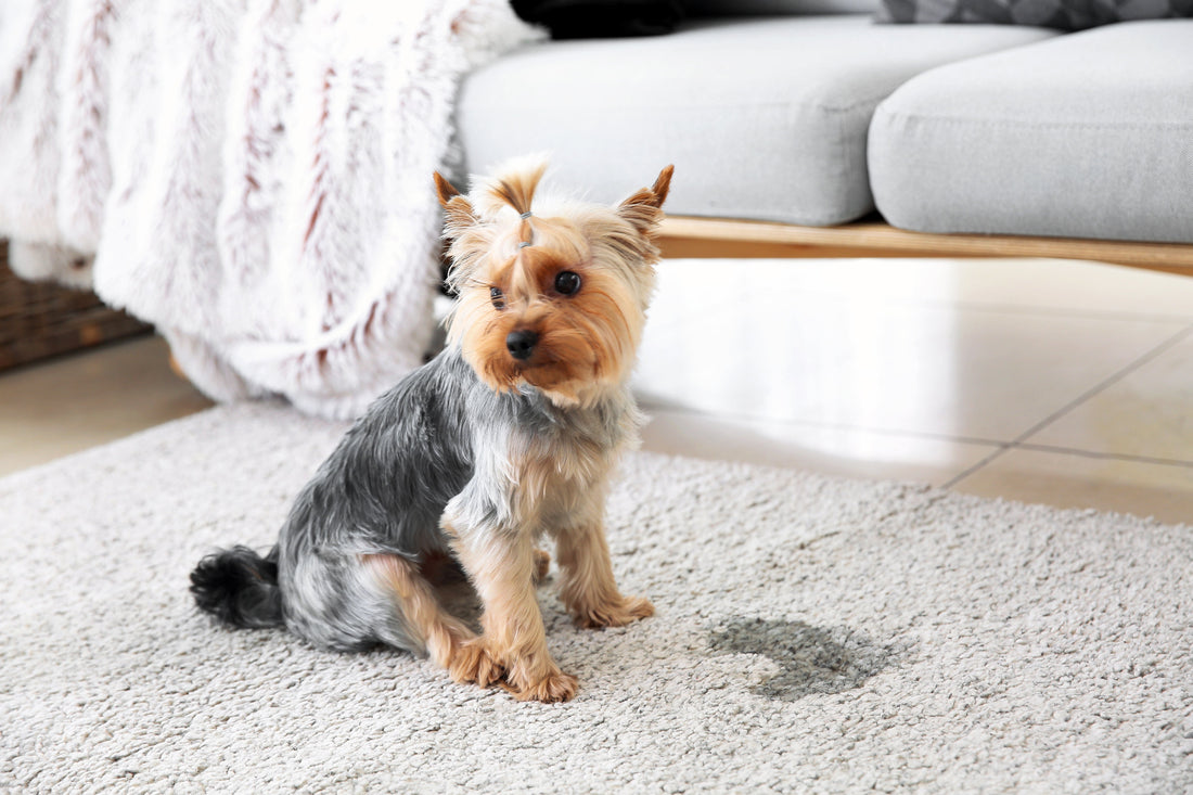Small-dog-near-carpet-stain