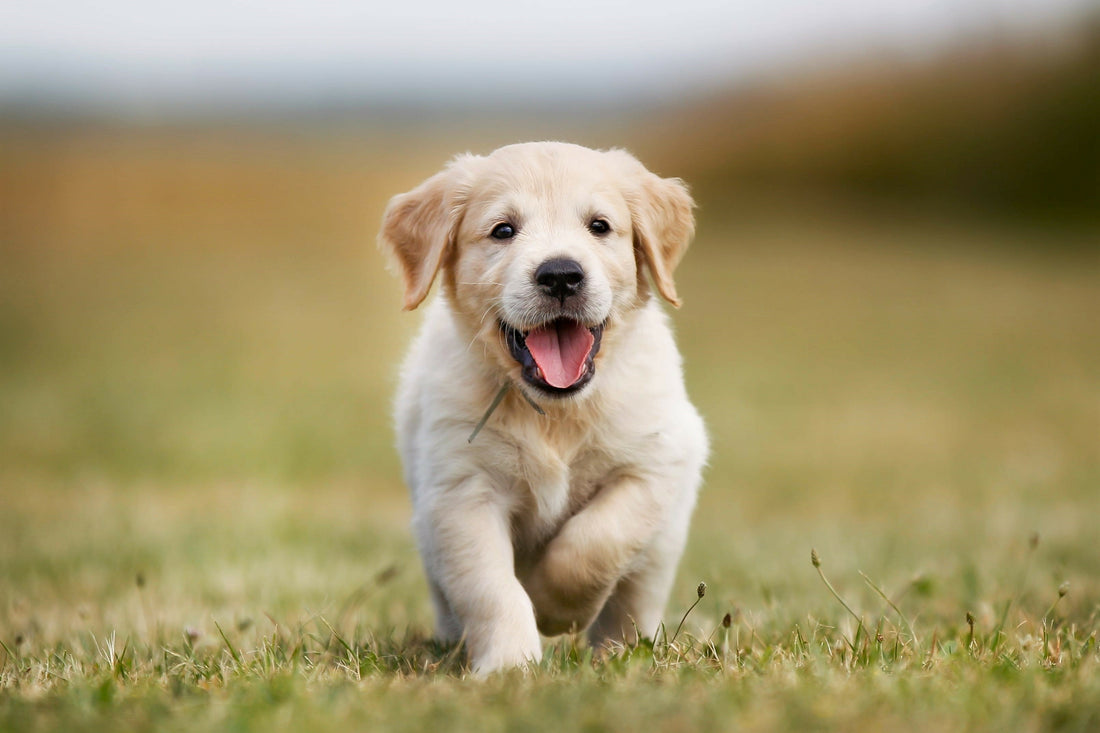 golden-retriever-puppy-running-outdoors