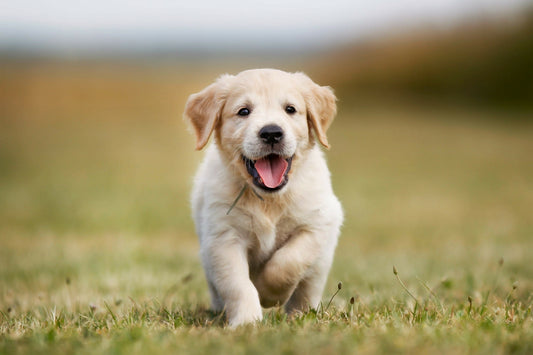 golden-retriever-puppy-running-outdoors