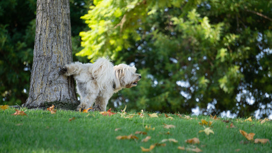 dog-peeing-tree-park