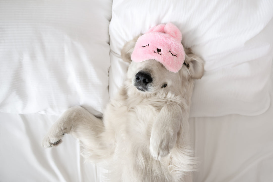 dog-sleeping-with-eye-mask