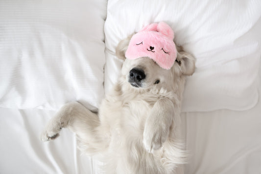 dog-sleeping-with-eye-mask