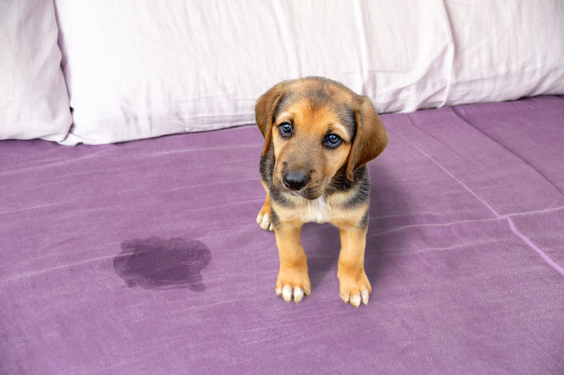 puppy-indoor-pee-accident