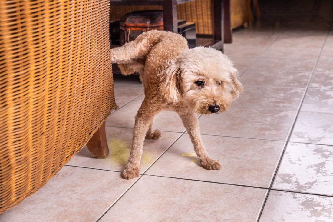 dog-indoor-urine-marking-floor