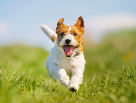 happy-dog-running-on-grass