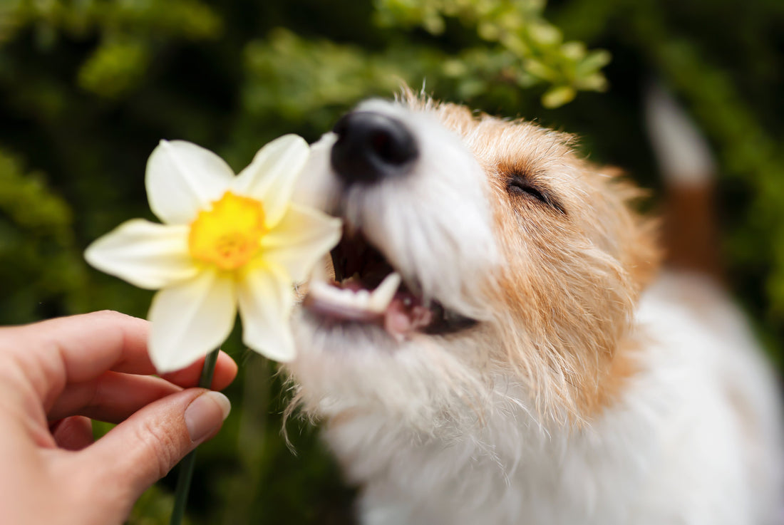 dog-sniffing-white-daffodil