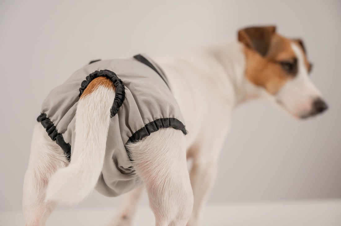 dog-wearing-diaper