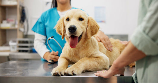 dog-at-vet-checkup-with-staff