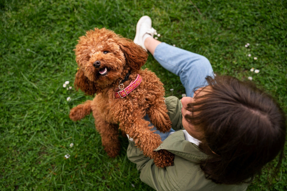 Reusable vs. Disposable Dog Diapers: Which Works Best with Liners?