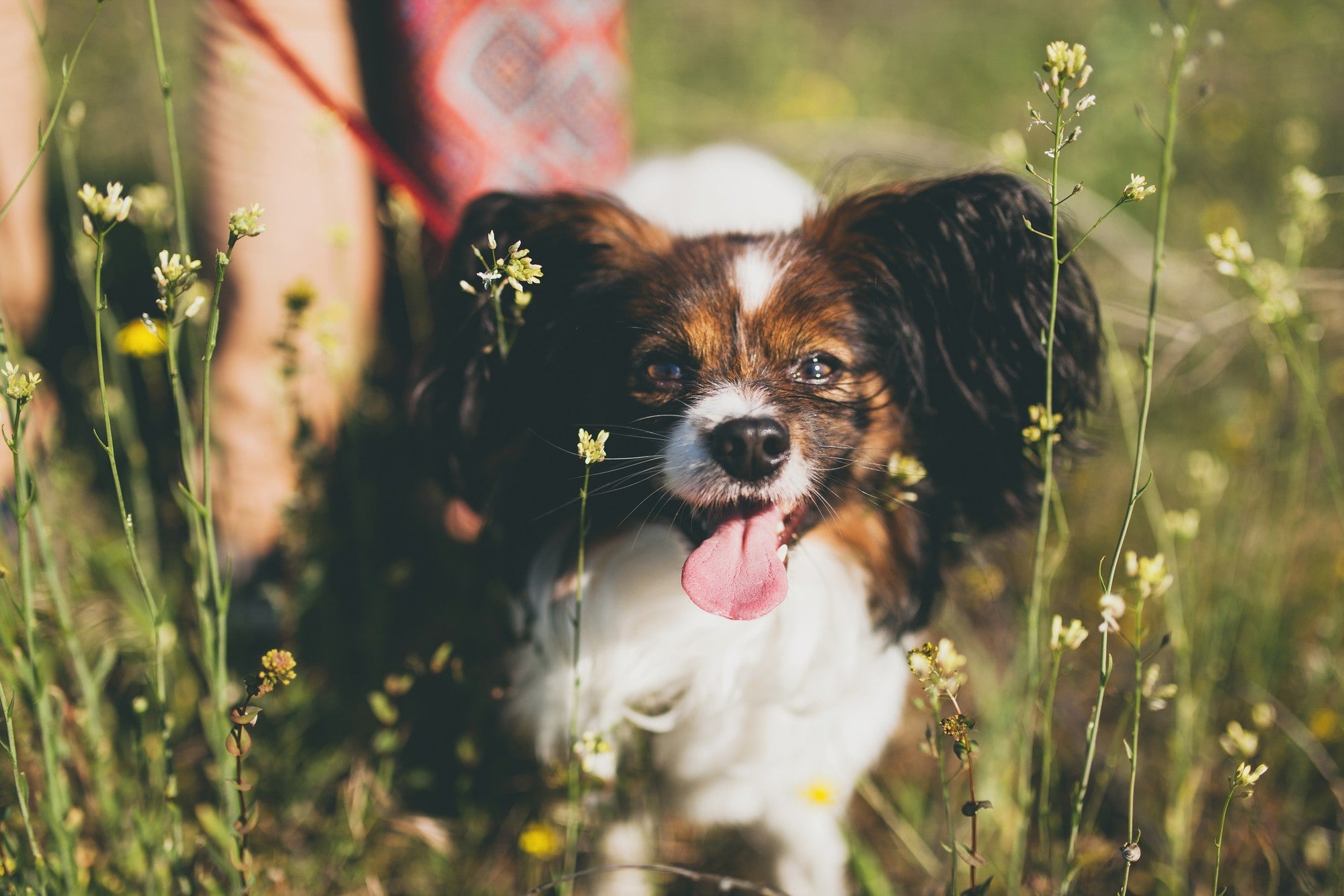 Spring Pet Care Tips: Keep Your Pet Healthy & Happy This Season – PAWPANG