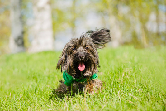 small-dog-running-on-grass