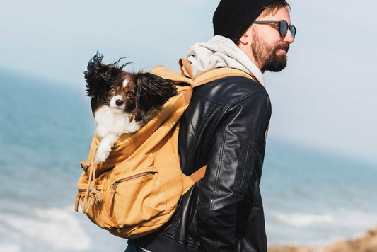 Dog-in-backpack-beach-trip