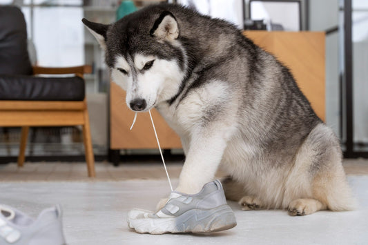 Unexpected Mess? Why Dog Diaper Liners Are Your Emergency Essential