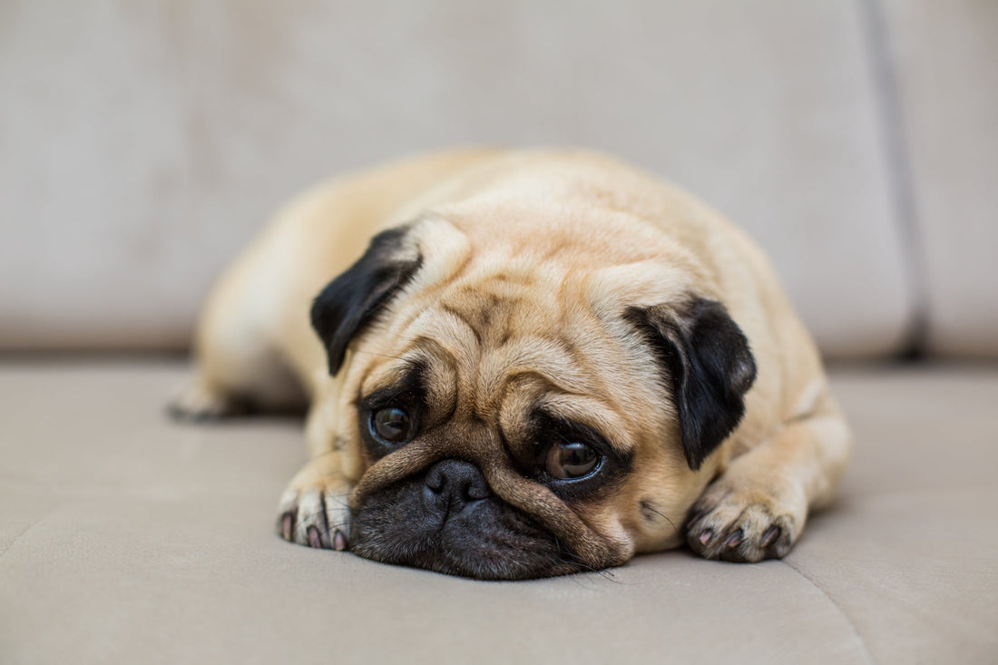 Pug-Rescue-Rest