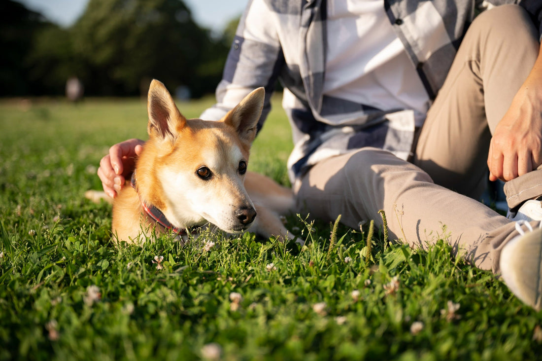 Person-sitting-with-dog-on-grass