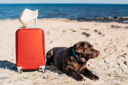 Traveling-with-pets