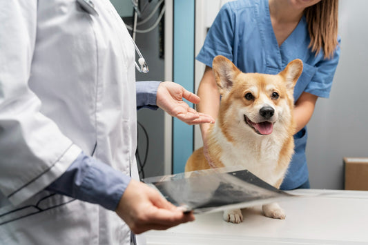 Veterinarian-taking-care-of-pet-dog