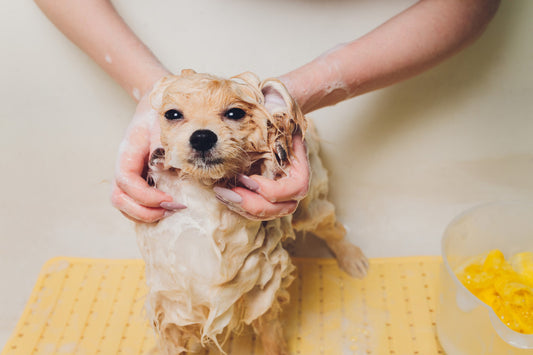 How often should you bathe your dog?