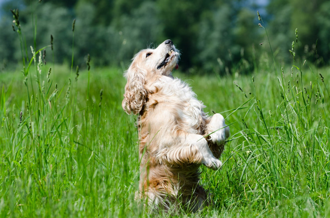 cocker-spaniel-dog-standing-on-the-two-paws
