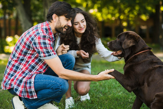 couple-loving-their-dog-in-park