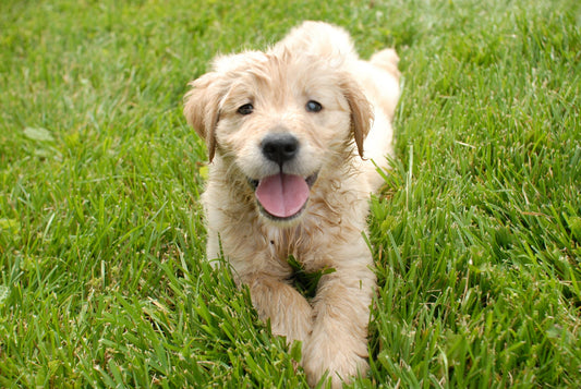 cute-golden-retriever-puppy-resting-on-a-grass-ground