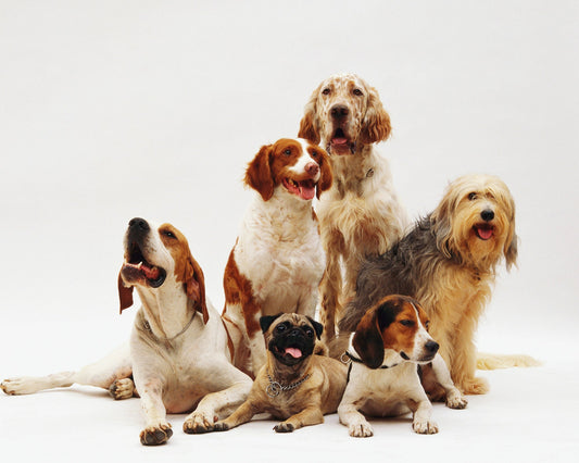 different-dog-breeds-resting
