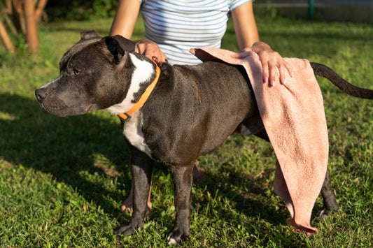 dog-incontinence-cleanup