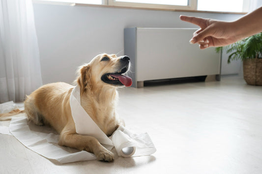 dog-potty-training-indoors