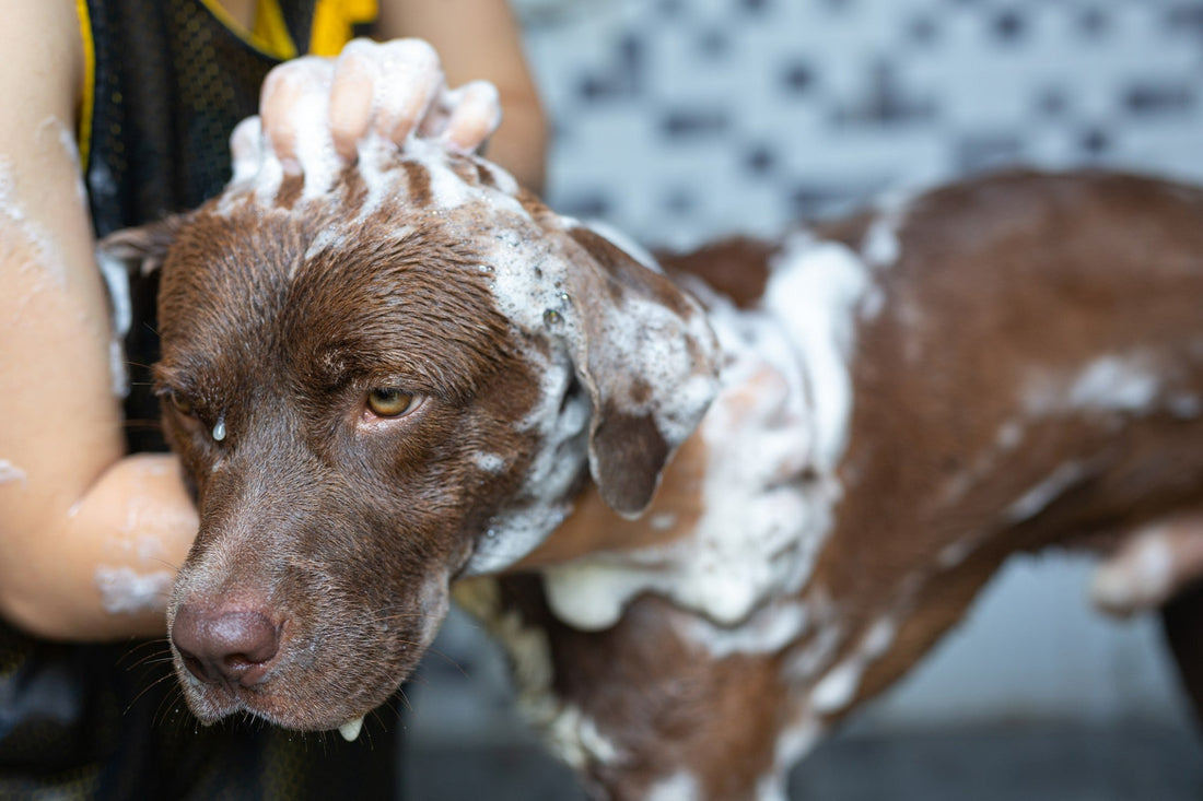 dog-taking-a-bath