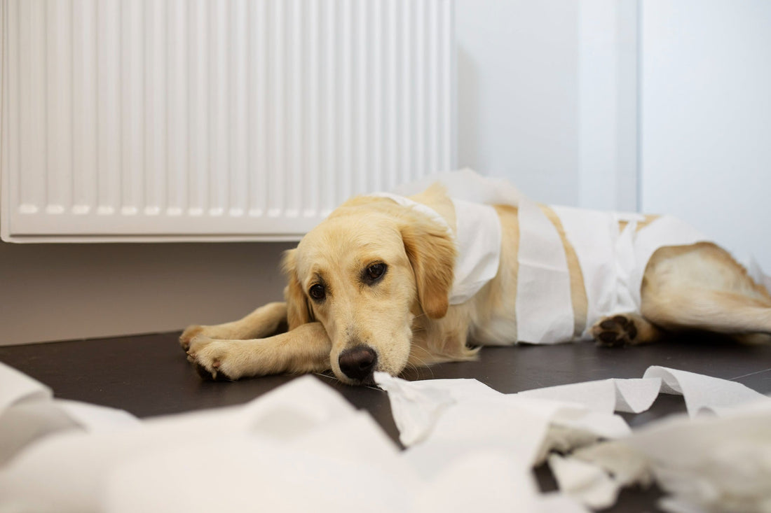 dog-wrapped-in-diaper-pads