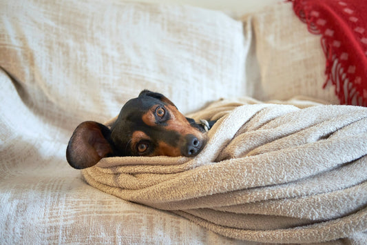 The Ultimate Guide to Managing a Female Dog in Heat (With Less Mess)